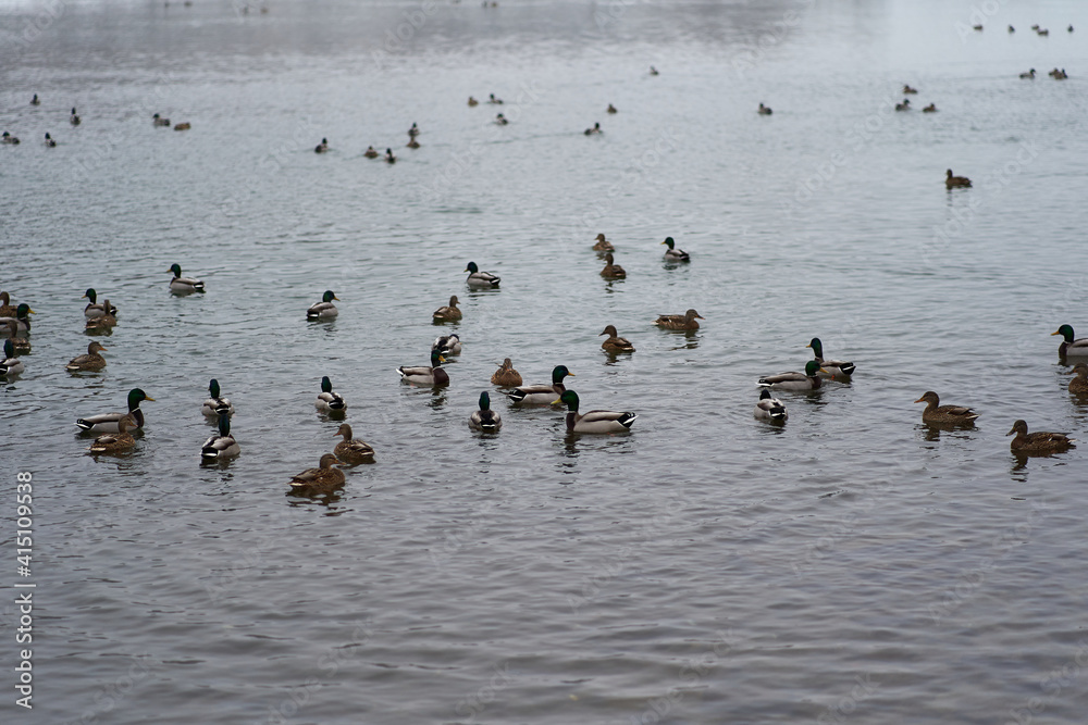Many wild ducks swim in the winter lake. A flock of ducks in the water. A crowd of ducks floating on the water Many wild ducks swim in the winter lake. A flock of ducks in the water. A crowd of ducks floating on the water