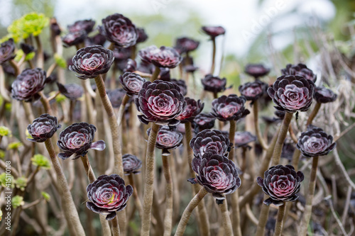Aeonium black rose in the botanical garden. Black succulent floral background in summer day. Many flowering plants of eonium Schwarzkopf in the botanical garden in the summer time. photo