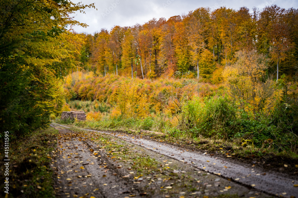 muddy path in forest