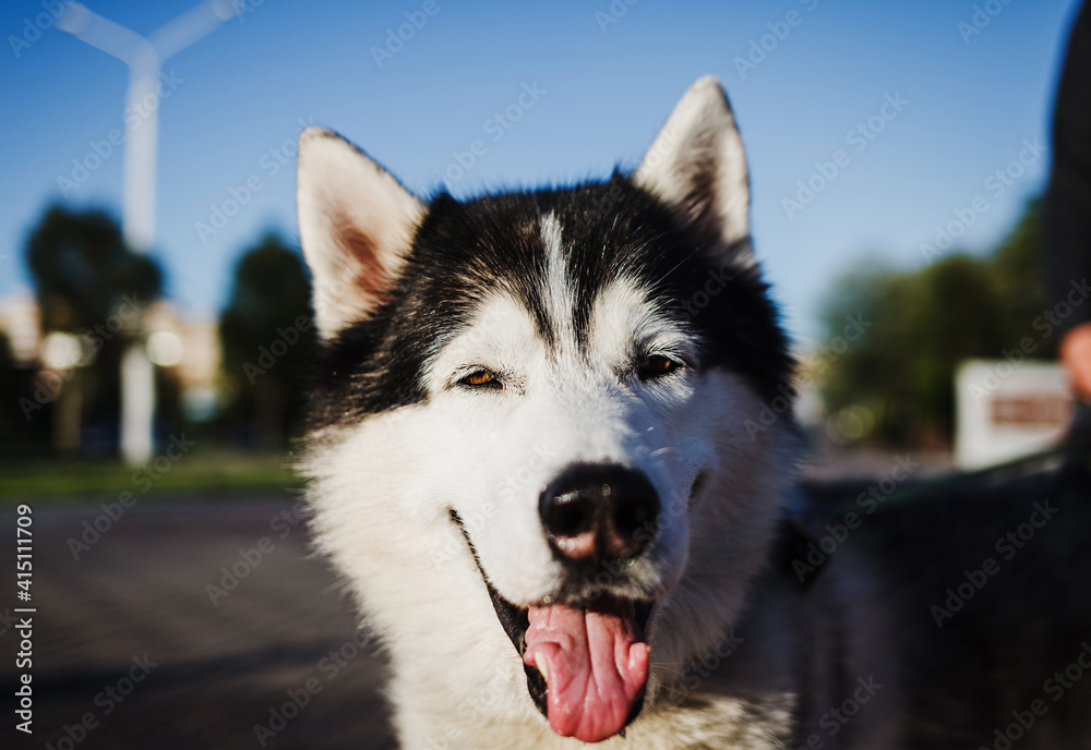 Husky dog outdoors Husky dog outdoors