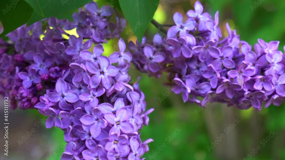 beautiful branch of blooming lilac and young green leaves. at first close, then slowly receding