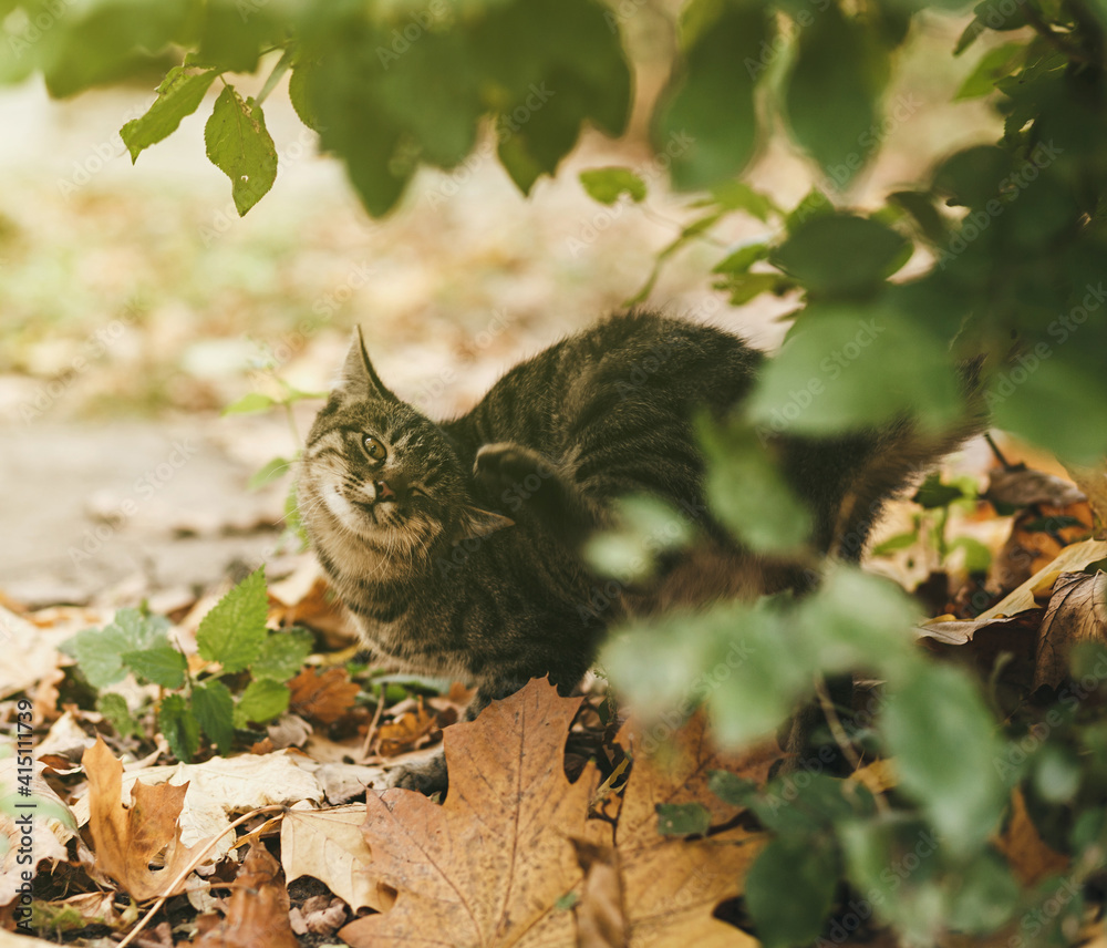 young tabby cat outdoors