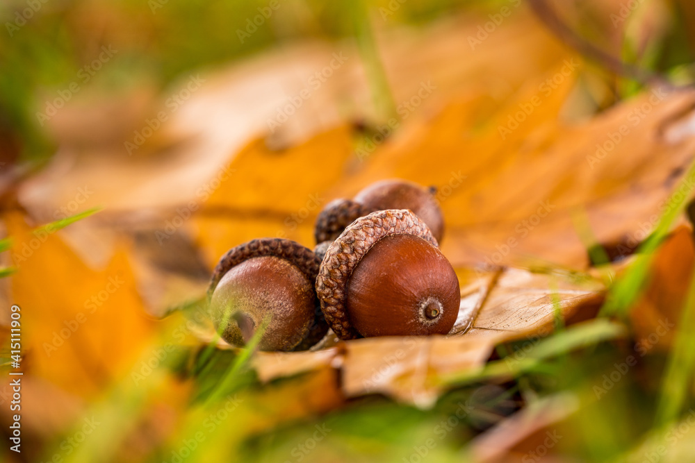 acorn on the leaves in forest acorn on the leaves in forest