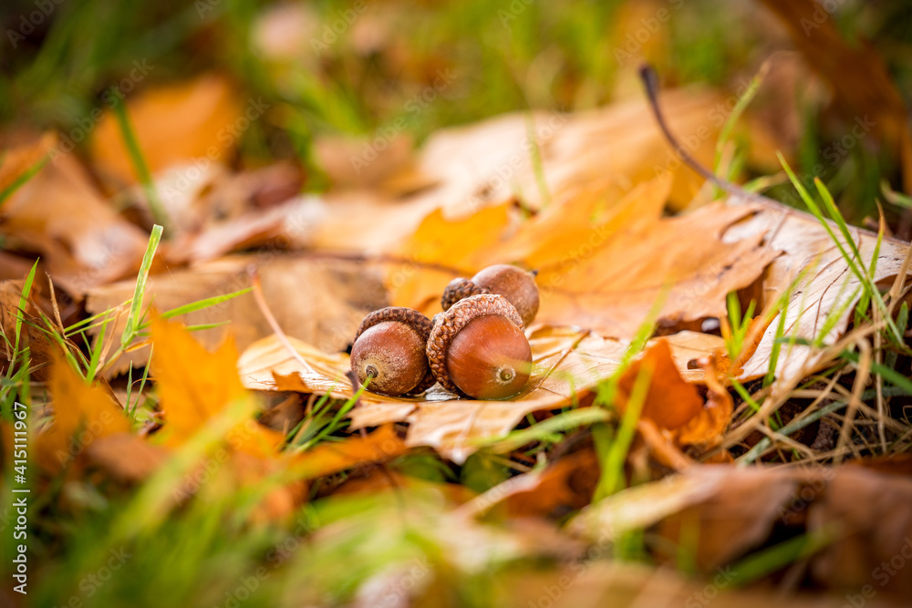 autumn leaves and acorns autumn leaves and acorns
