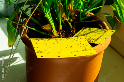 fungus gnat trap - yellow flypaper - pest control photo