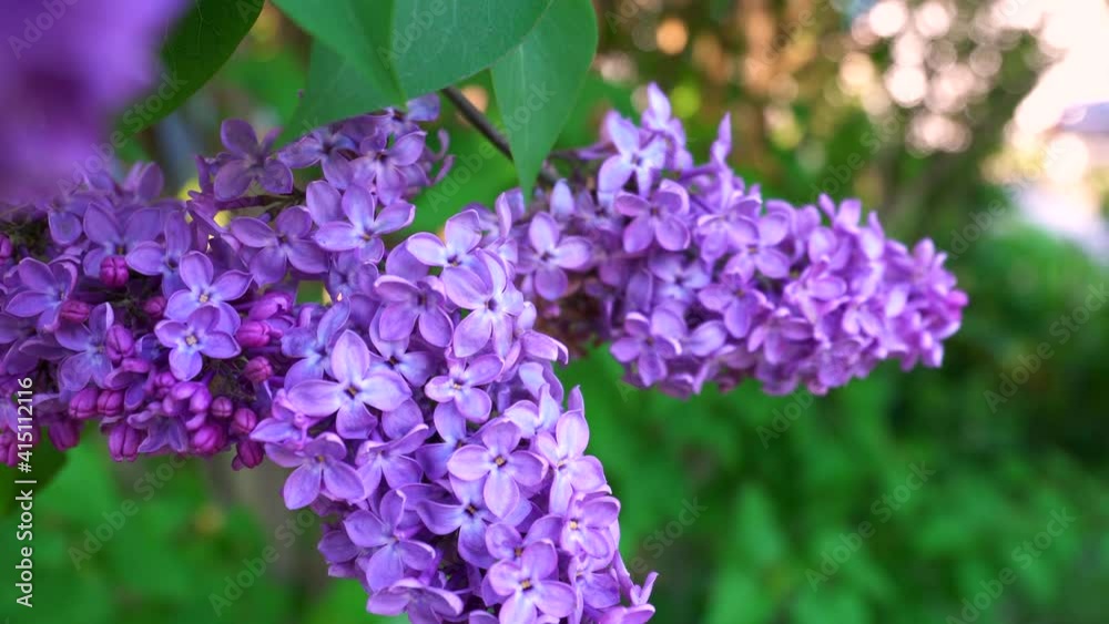 beautiful branch of blooming lilacs on a background of green foliage beautiful branch of blooming lilacs on a background of green foliage