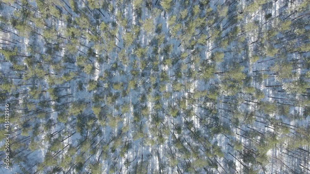 Top down aerial of treetops in beautiful forest in winter - drone setting down Top down aerial of treetops in beautiful forest in winter - drone setting down