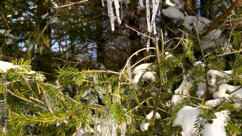 Beautiful white icicles hanging from Conifer Tree leaves and branches. descend macro shot Beautiful white icicles hanging from Conifer Tree leaves and branches. descend macro shot