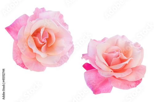 Fototapeta Naklejka Na Ścianę i Meble -  Pink rose isolated on the white background. Photo with clipping path.