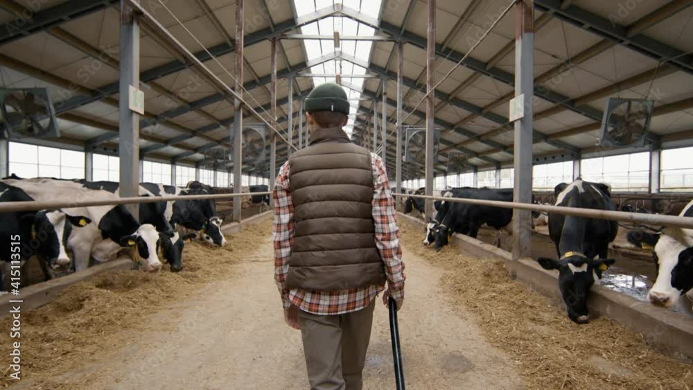 Tracking slowmo with rear view of teenage boy with shovel walking through dairy farm facility with cows in feedlots eating hay Tracking slowmo with rear view of teenage boy with shovel walking through dairy farm facility with cows in feedlots eating hay
