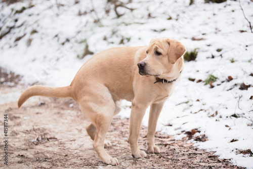 Photography Labrador dog defecating in the park.