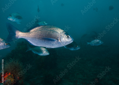 A closeup of a Blue hottentot fish (Pachymetopon aeneum) a small silver fish photo