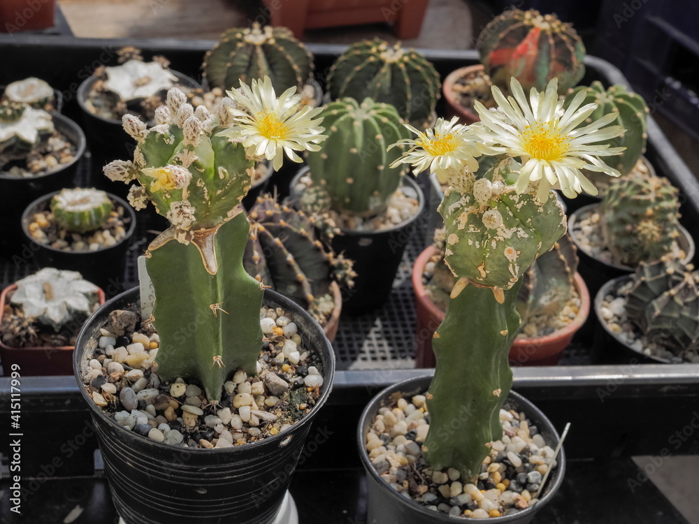 view of Two Astrophytum myriostigma cactus and white flower blossom with nature blurred background. view of Two Astrophytum myriostigma cactus and white flower blossom with nature blurred background.