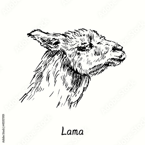 Lama face side view. Ink black and white doodle drawing in woodcut  style. Vector illustration