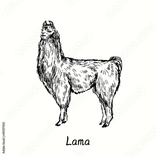 Lama standing. Ink black and white doodle drawing in woodcut  style. Vector illustration