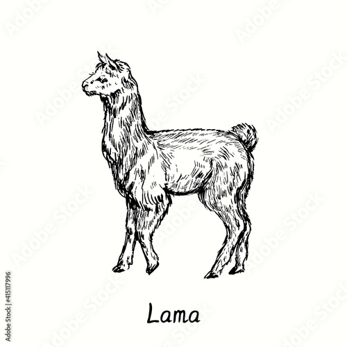 Lama standing side view. Ink black and white doodle drawing in woodcut  style. Vector illustration