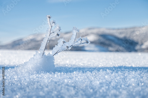 Frozen plant on the frozen field