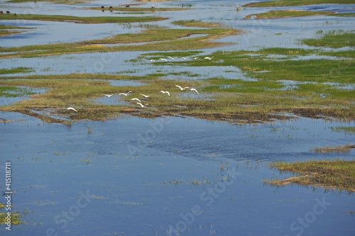 Zhambyl region, Kazakhstan - 05.17.2013 : Swans flying over the river in a wide valley.