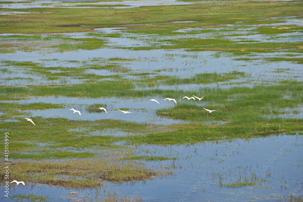 Fototapeta premium Zhambyl region, Kazakhstan - 05.17.2013 : Swans flying over the river in a wide valley.