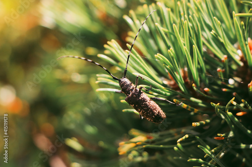 Cerambyx cerdo on the verge of extinction occurs in the sparkling. Hammaticherus pfisteri in its environment and climbs up. great capricorn beetle in the Czech Republic photo