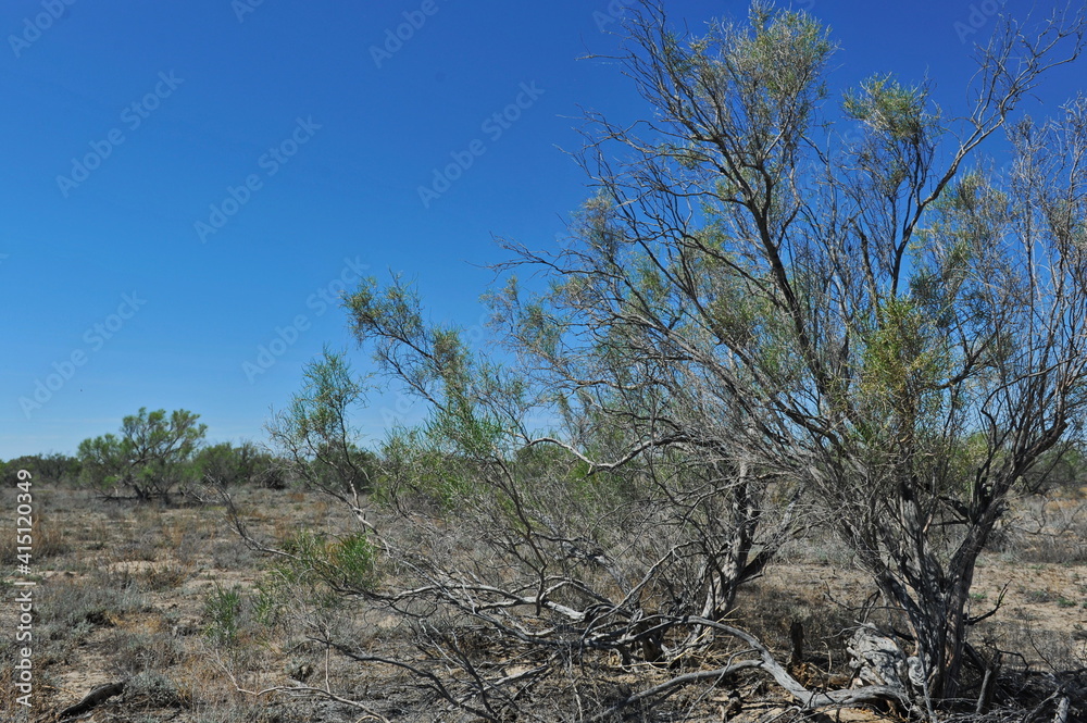 Zhambyl region, Kazakhstan - 05.17.2013 : Various shrubs and flowering vegetation on the sandy and rocky ground in the valley. Zhambyl region, Kazakhstan - 05.17.2013 : Various shrubs and flowering vegetation on the sandy and rocky ground in the valley.
