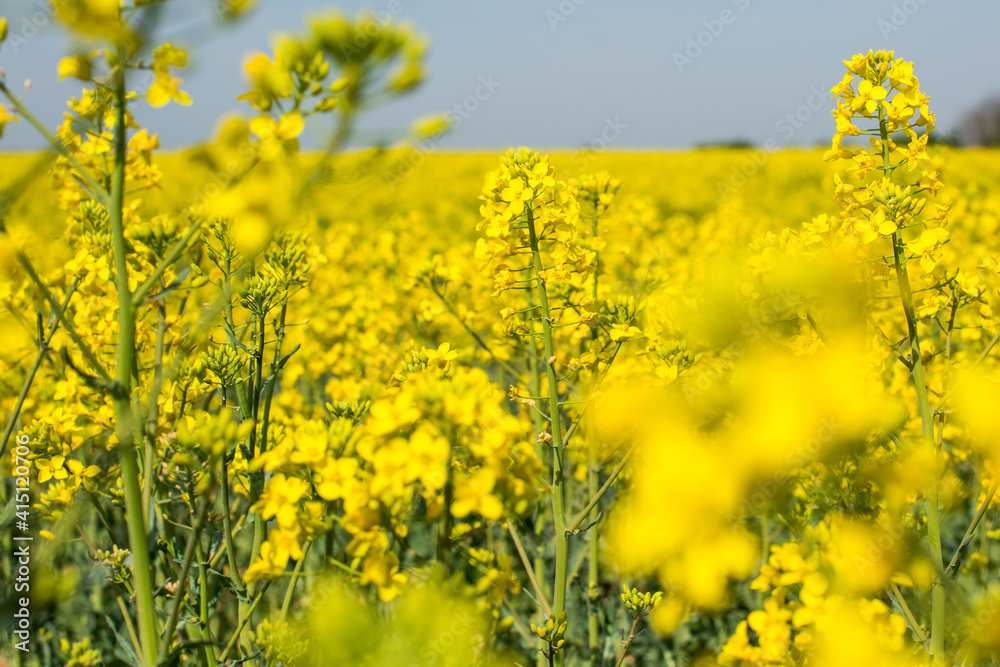 Field of rapeseed, canola or colza, rape seed is plant for green energy and green industry, springtime golden flowering field. Field of rapeseed, canola or colza, rape seed is plant for green energy and green industry, springtime golden flowering field.