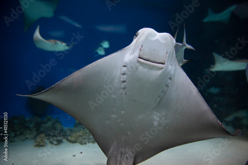 cownose ray swimming in the water, fish underwater in the aquarium © IvSky