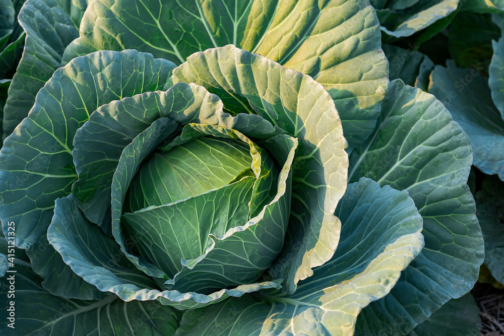 Fototapeta premium fresh nature cabbage or Brassica oleracea in harvesting organic in farm with blur background for copy space for text.