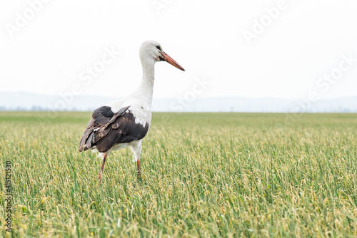 European white stork passing through a green wheat field.