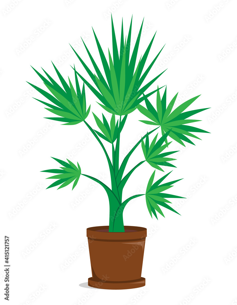 Fototapeta premium Vector illustration of palm tree. Plant growing in a pot. Illustration in flat style, isolated on white background