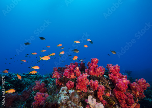 Colorful coral reef scene of pink soft corals with some small goldie fish swimming over the reef