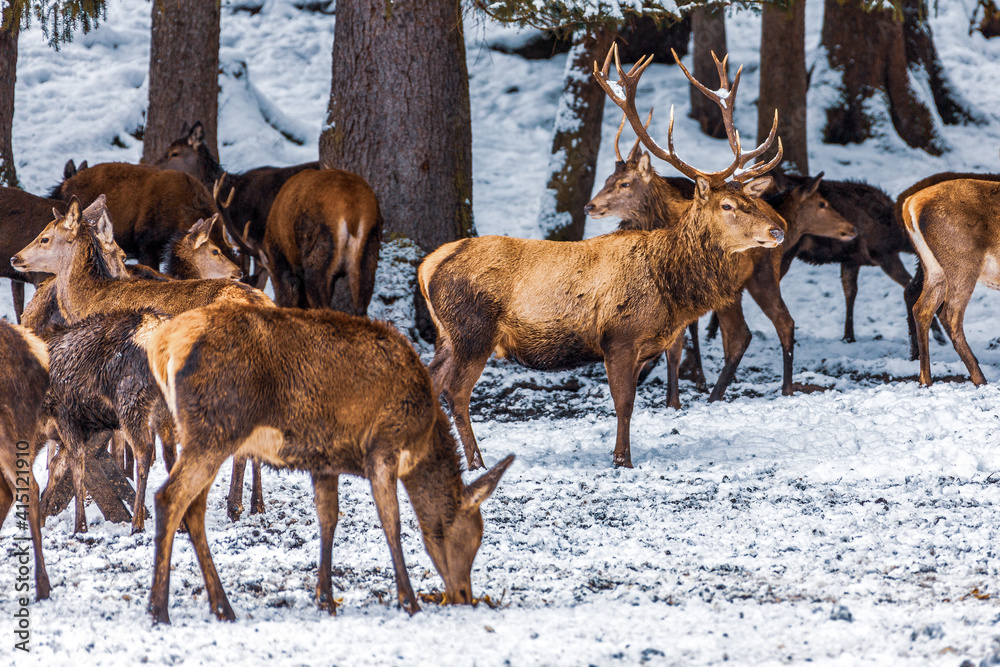 Red deer herd in the forest in winter, Bavaria Germany. Red deer herd in the forest in winter, Bavaria Germany.