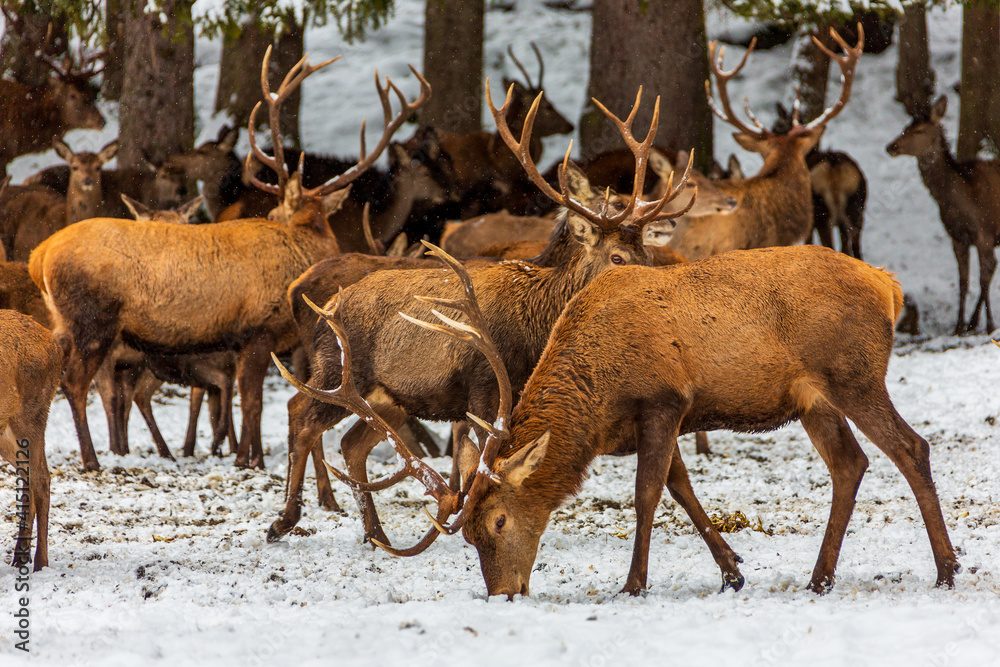 Red deer herd in the forest in winter, Bavaria Germany. Red deer herd in the forest in winter, Bavaria Germany.