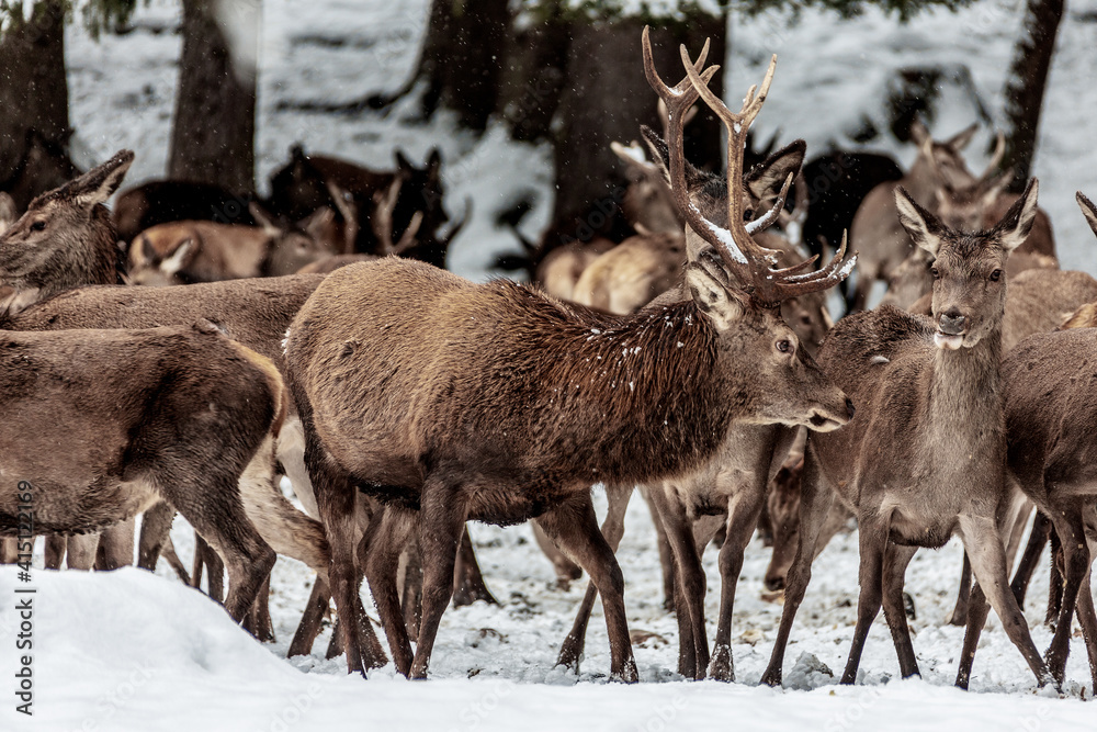 Red deer herd in the forest in winter, Bavaria Germany. Red deer herd in the forest in winter, Bavaria Germany.