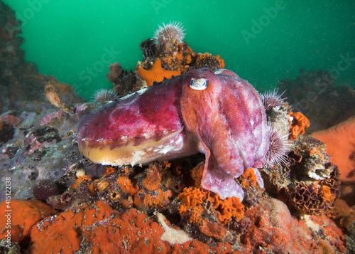 A common Cuttlefish (Sepia vermiculata) camouflaging  itself on the reef  photo