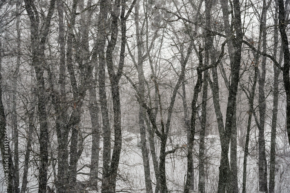 Snowfall in forest, tree branches and bushes covered with snow. Winter snow forest. Winter background.