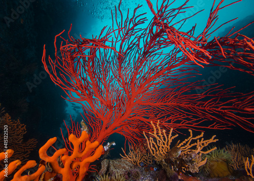 Close up of a large Palmate sea fan (Leptogoria palma), red colour with blue water background