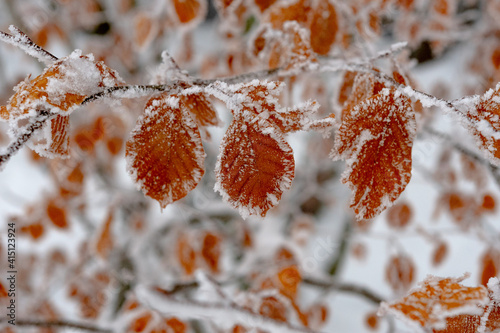 feuilles d'automne gelés