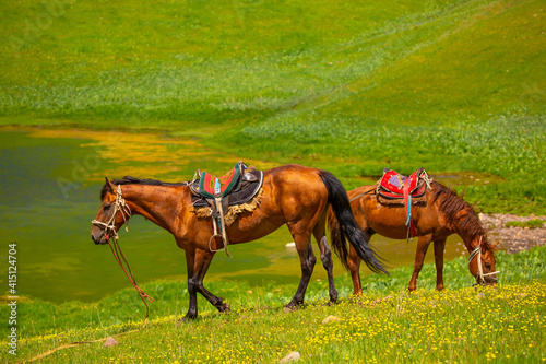 Harnessed with a harness and a saddle, horses frolic and fight in a green meadow. Horseback riding. Against the background of the mountains. Horse ride.
