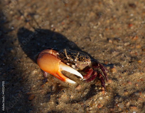 Gelasimus vocans is a species of fiddler crab. Fauna of the Red Sea.