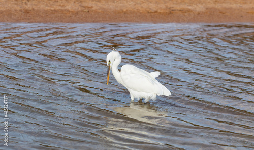 Little egret (Egretta garzetta). The white bird hunts fish in the red Sea.