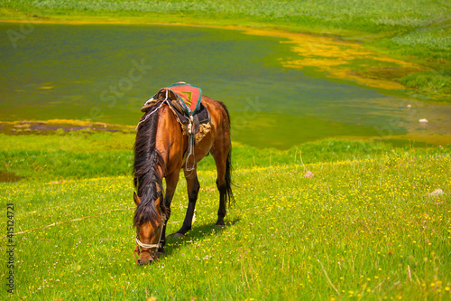 Harnessed with a harness and a saddle, horses frolic and fight in a green meadow. Horseback riding. Against the background of the mountains. Horse ride.