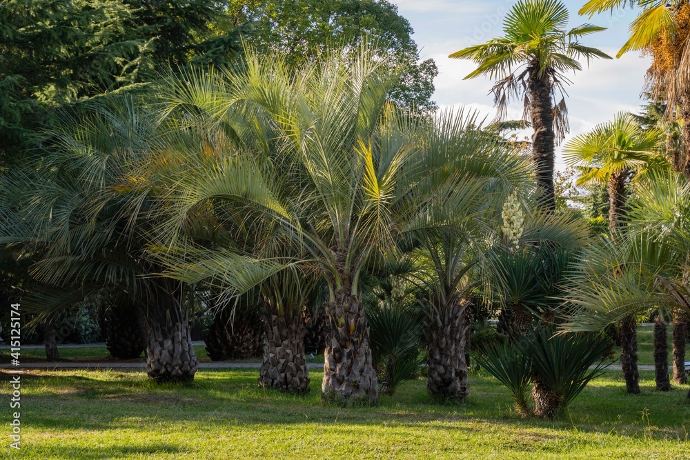 Butia capitata palms with turquoise leaves in cooperative park near