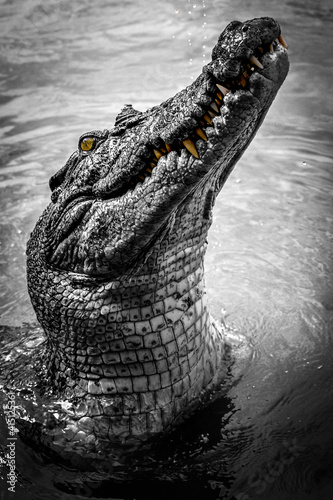 Fototapet crocodile in the water