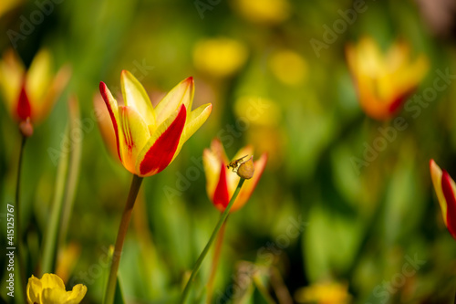 Blooming tulips Kaufman. Field of multi-colored tulips as a concept of holiday and spring. Flowers in a meadow with grass as a background with a place for text and copy space.
