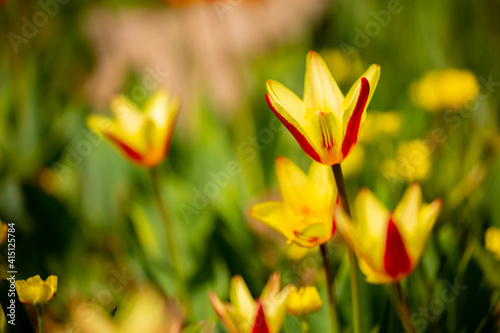 Blooming tulips Kaufman. Field of multi-colored tulips as a concept of holiday and spring. Flowers in a meadow with grass as a background with a place for text and copy space.