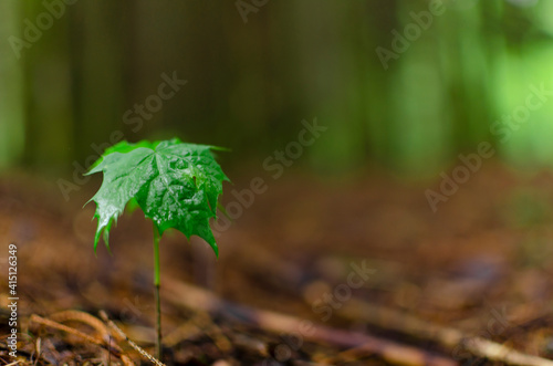 lone sprout of a maple. growth symbol with copy space. young tree in the forest