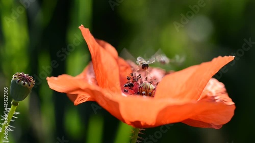 Red poppy flower with Marmalade Hoverfly ( Episyrphus balteatus ). Spring season.