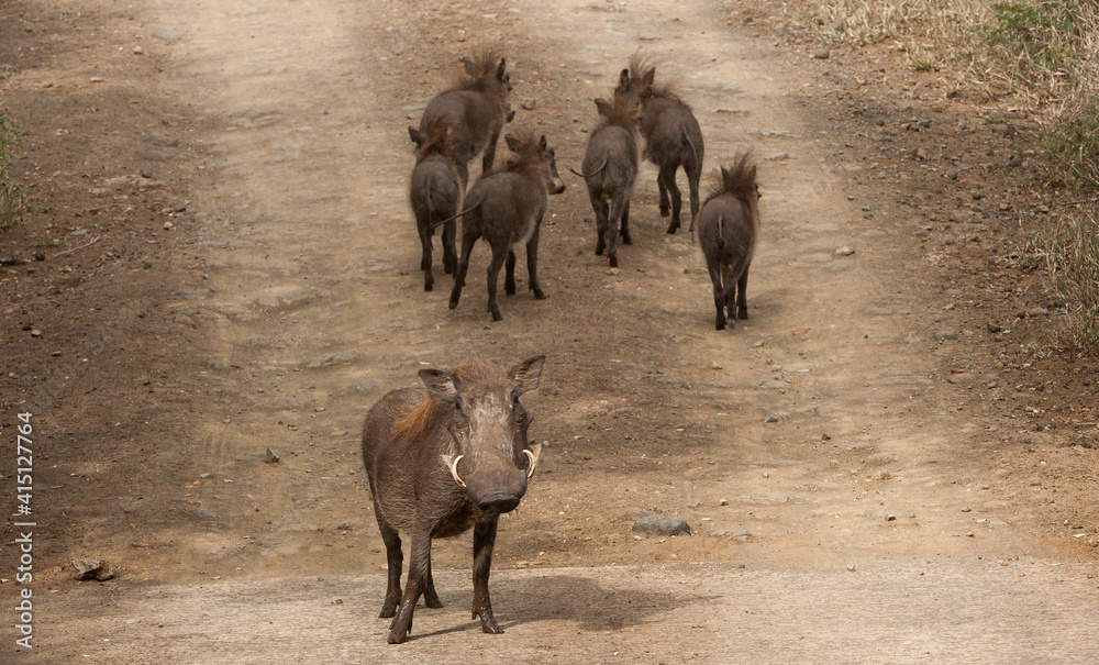 Fototapeta premium Warthog mother guarding her young on a dirt road