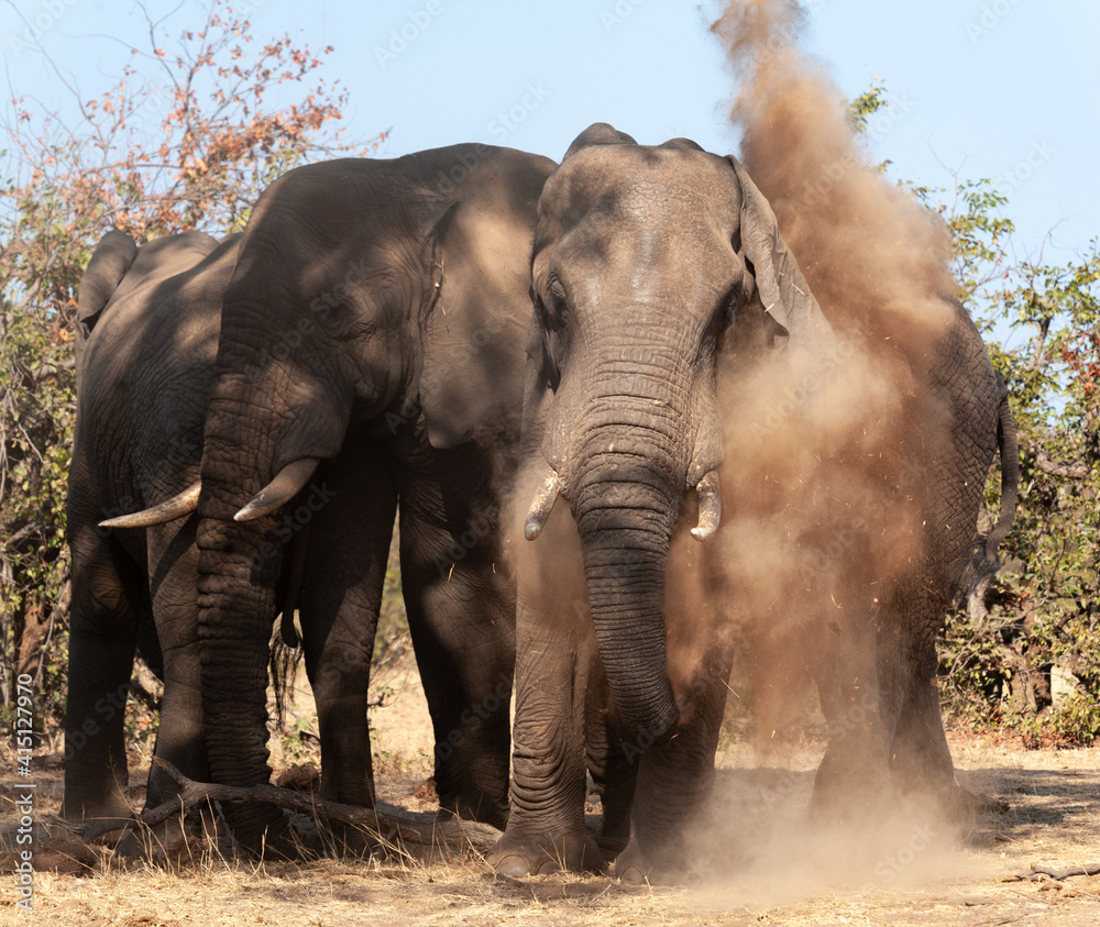 Elephant blowing sand